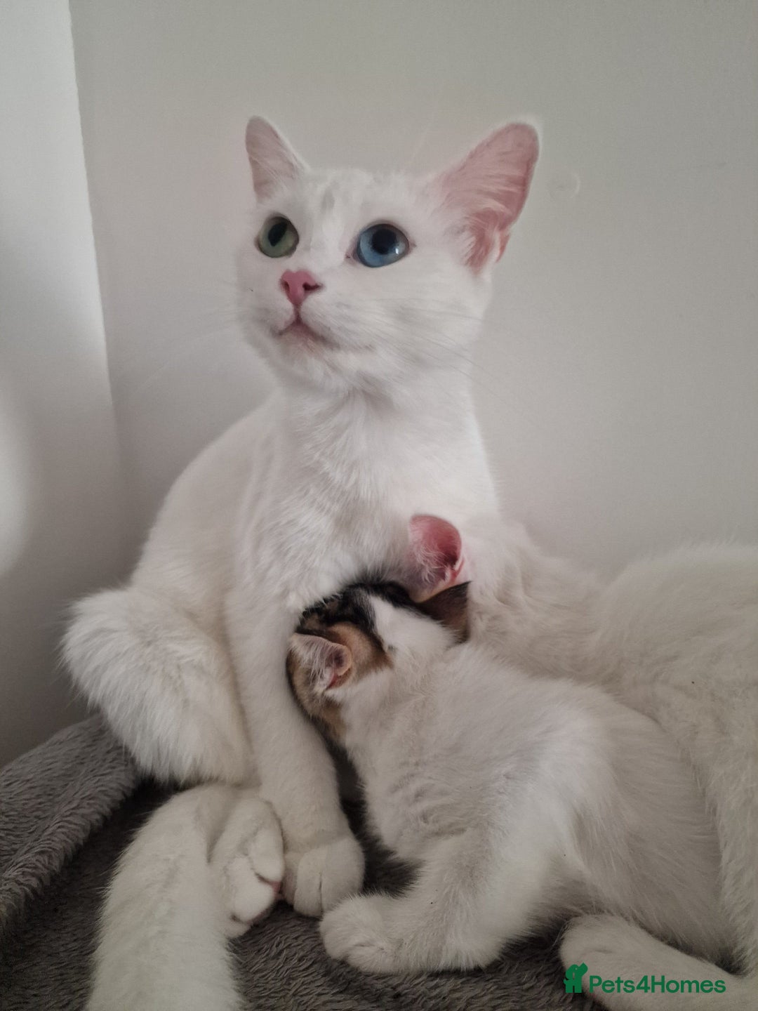 Mixed Breed cats for sale: Lovely kittens from a white odd-eyed mother. - Advert 13