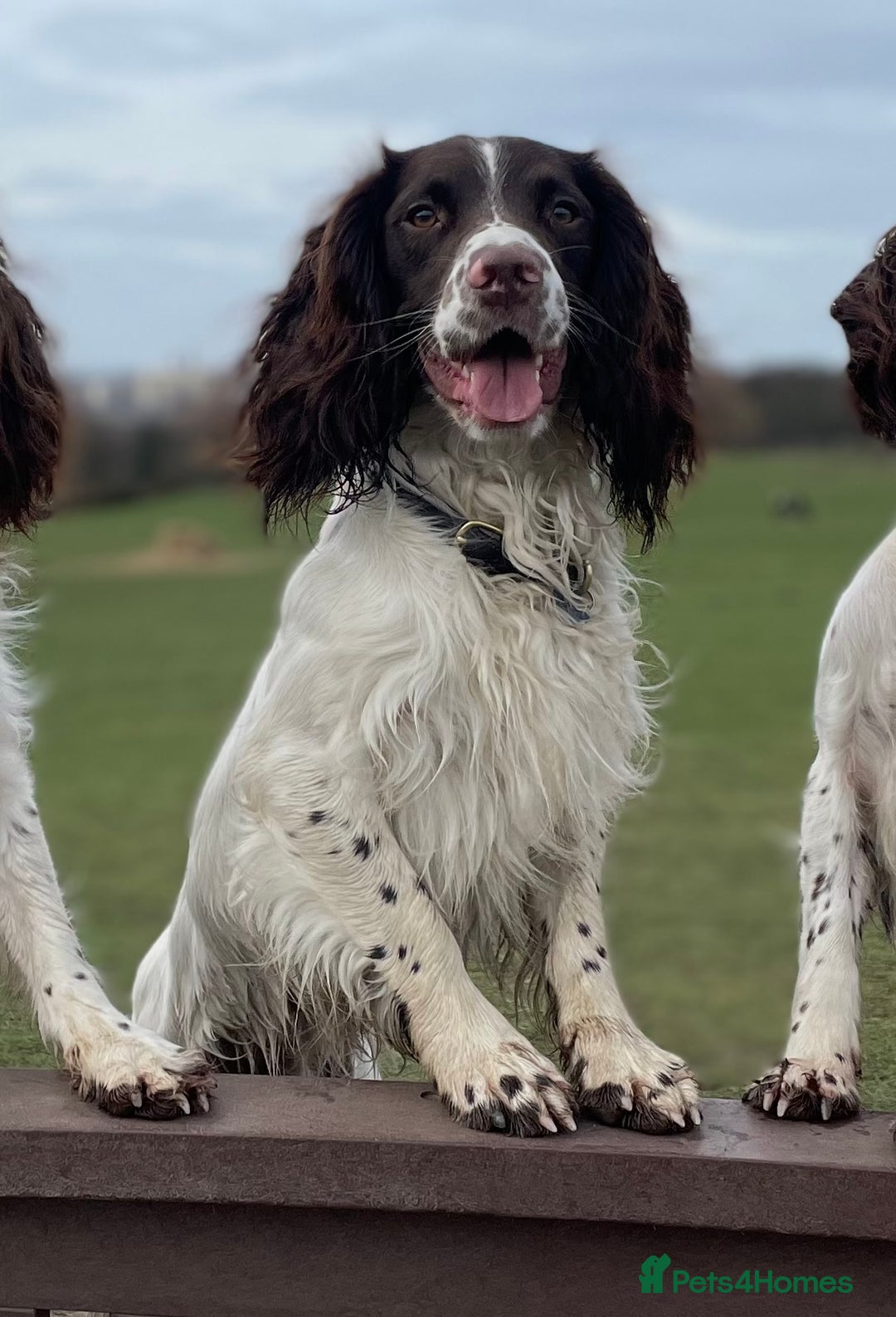 English Springer Spaniel dogs for stud: *KC registered* Gus available for stud in Pontefract - Advert 1