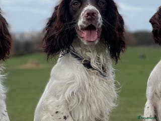 English Springer Spaniel dogs *KC registered* Gus available for stud in Pontefract - Advert 1