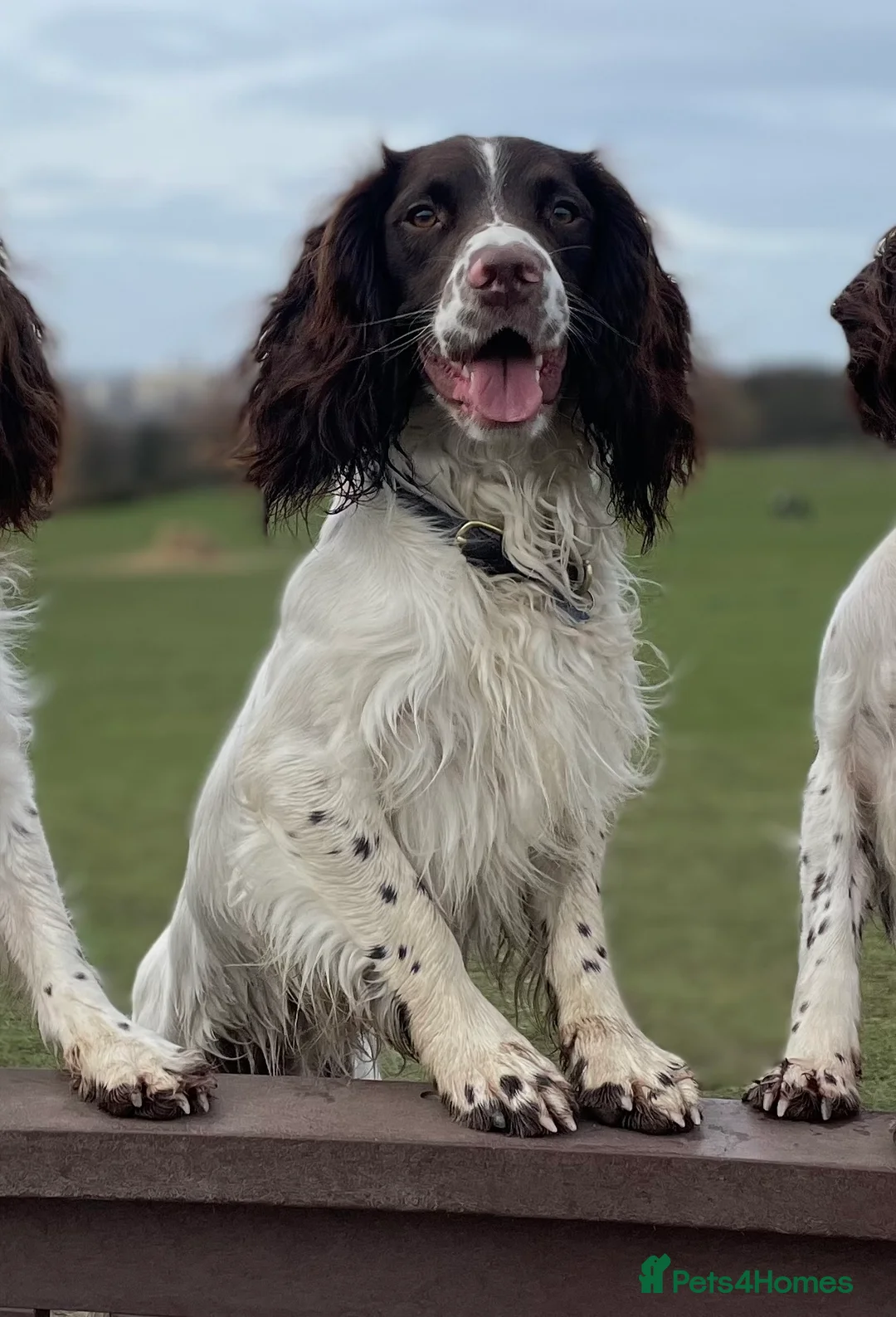 English Springer Spaniel dogs for stud: *KC registered* Gus available for stud in Pontefract - Advert 1