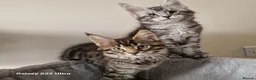 Maine Coon cats for sale: Licensed breeder-maine coon kittens - Advert 3