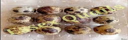 Quail poultry for sale: Very fresh fertilized quail eggs for sale - Advert 3