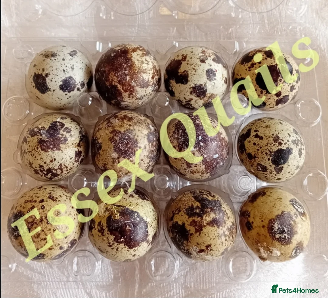 Quail poultry for sale: Very fresh fertilized quail eggs for sale - Advert 3