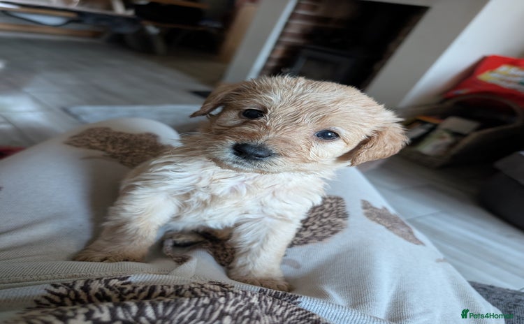 Labradoodle dogs - Advert 4