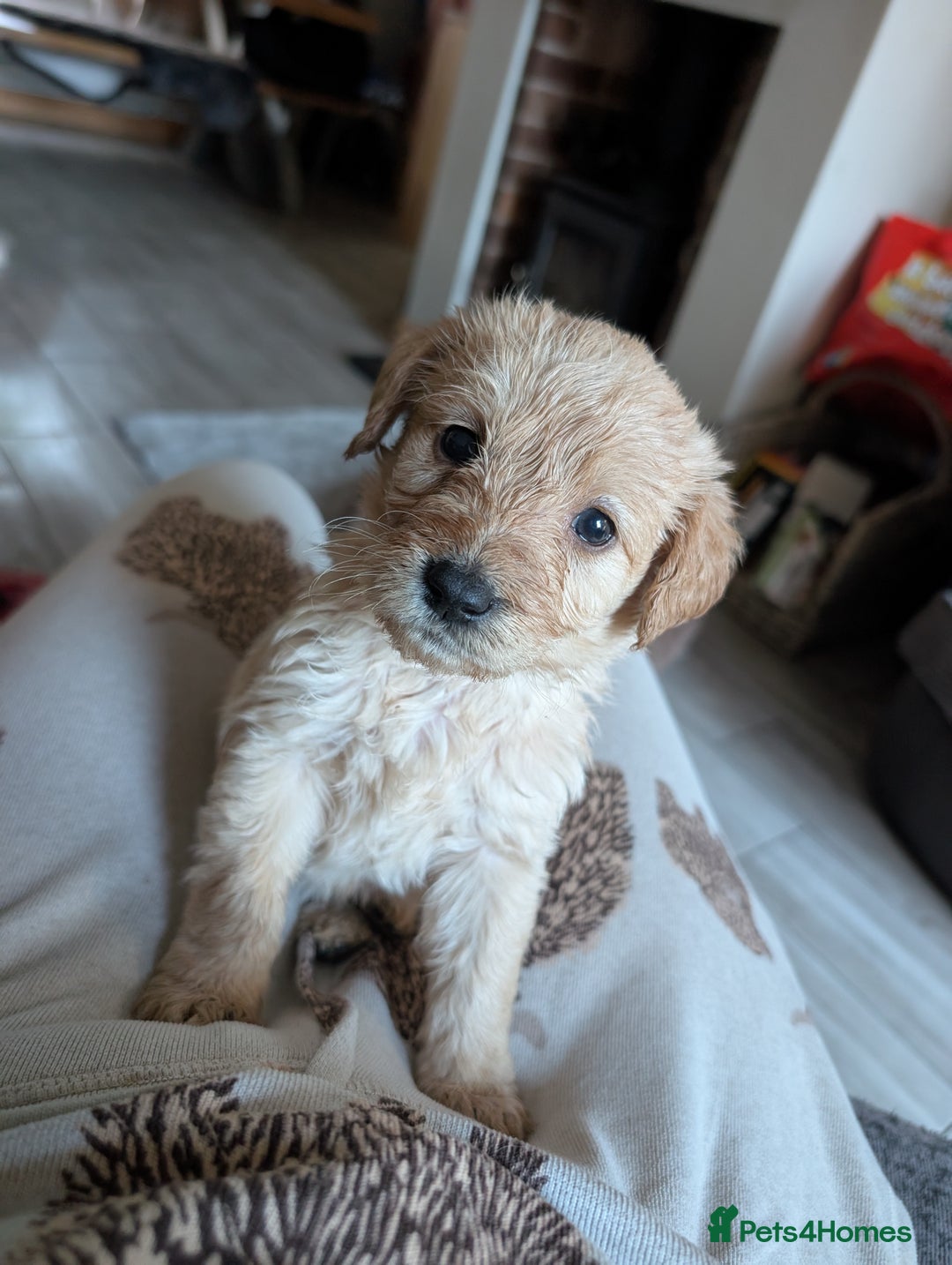 Labradoodle dogs for sale: F1 standard Labradoodle puppies  - Image 1
