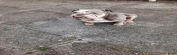English Bulldog dogs for sale: Magic in Bilston - Advert 2