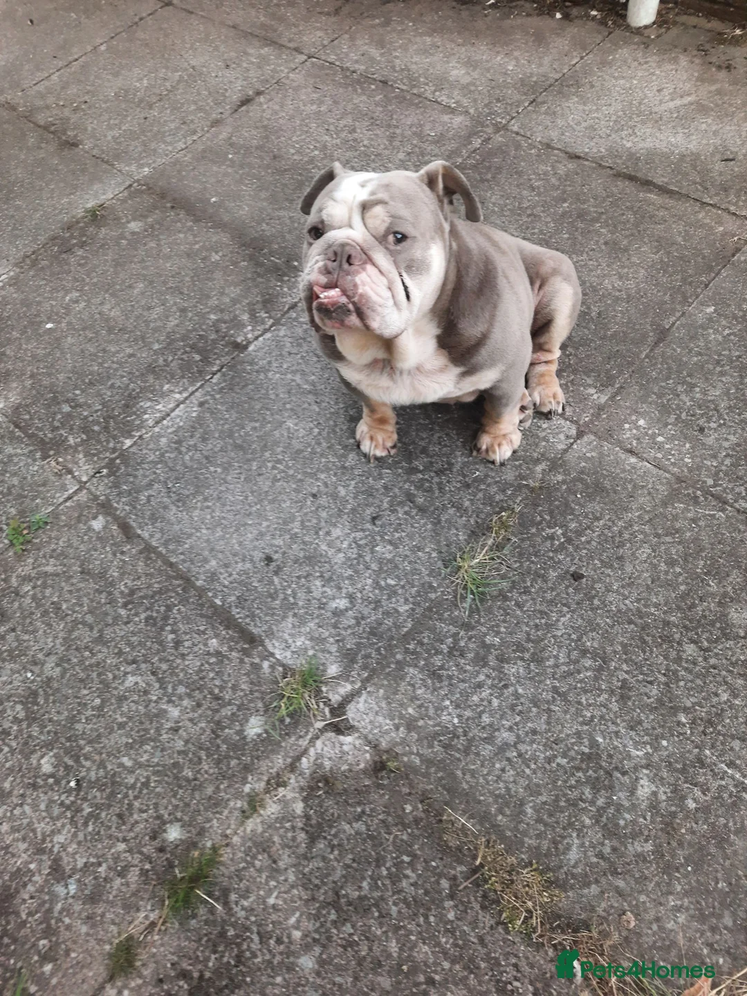 English Bulldog dogs for sale: Magic in Bilston - Advert 2