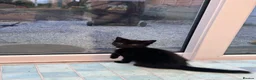 Bengal cats for sale: 2 beautiful Bengal mixed kitten girls.  - Advert 13