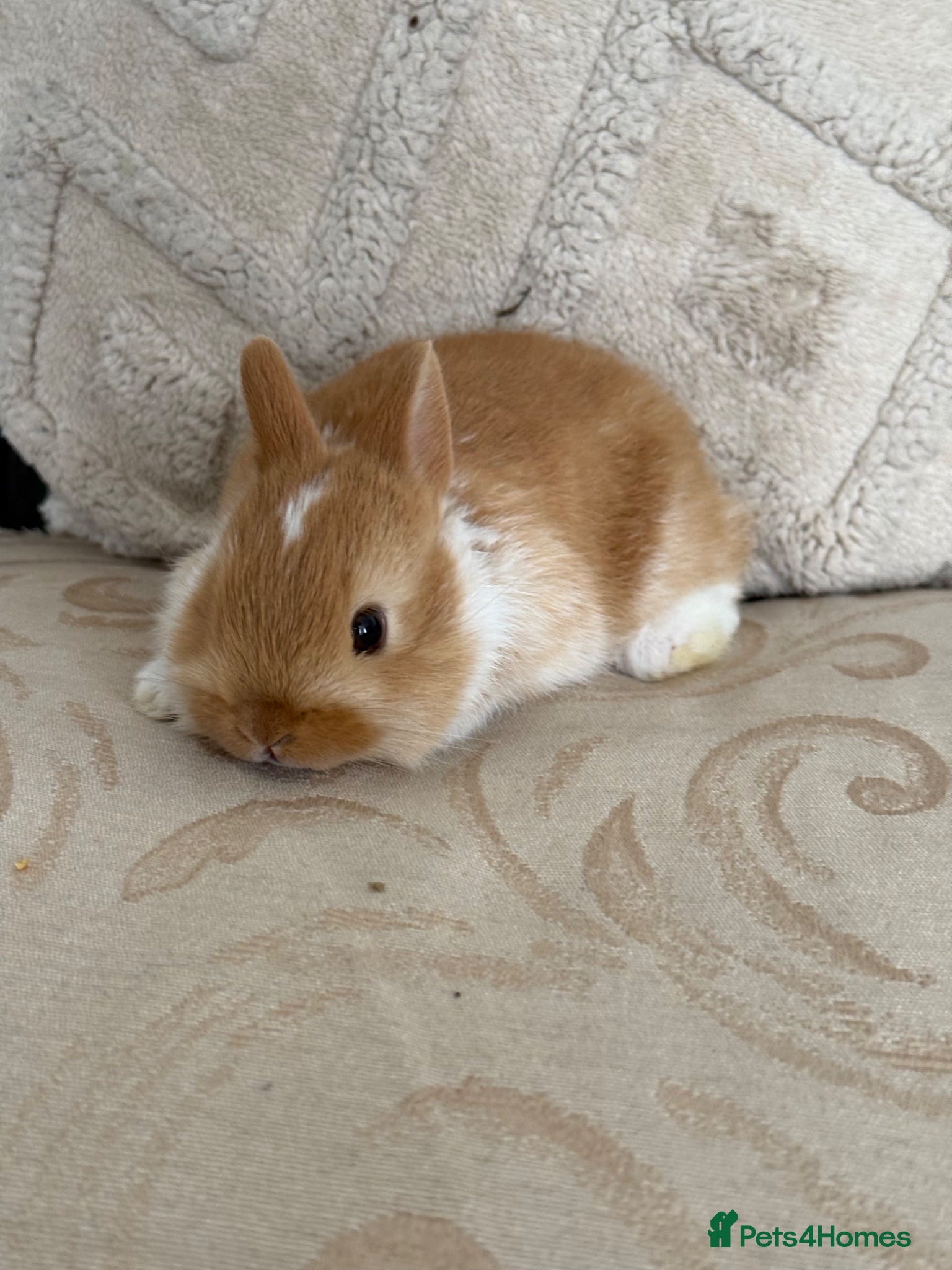 Netherland Dwarf rabbits 2 Adorable Netherland Dwarf ready to go NOW - Advert 2