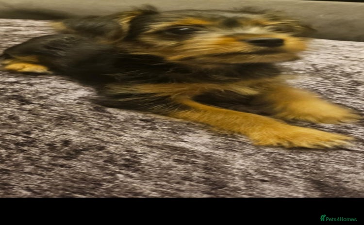 Yorkshire Terrier dogs - Advert 2