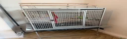 Parrots birds for sale: Amazon Yellow-Headed Parrot in Oldham - Advert 8