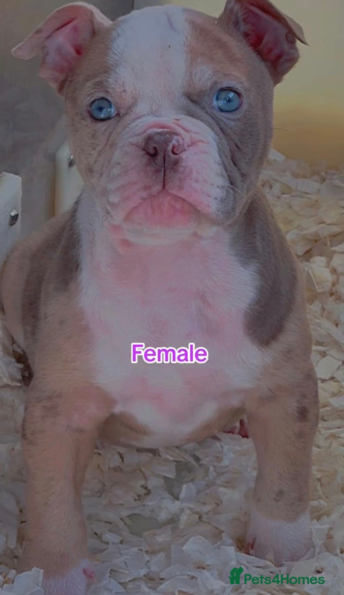 Old Tyme Bulldog dogs 23 YEARS, EXPERIENCE, 5 STAR RATED, LICENSED - Advert 5