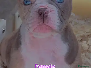 Old Tyme Bulldog dogs 23 YEARS, EXPERIENCE, 5 STAR RATED, LICENSED - Advert 5