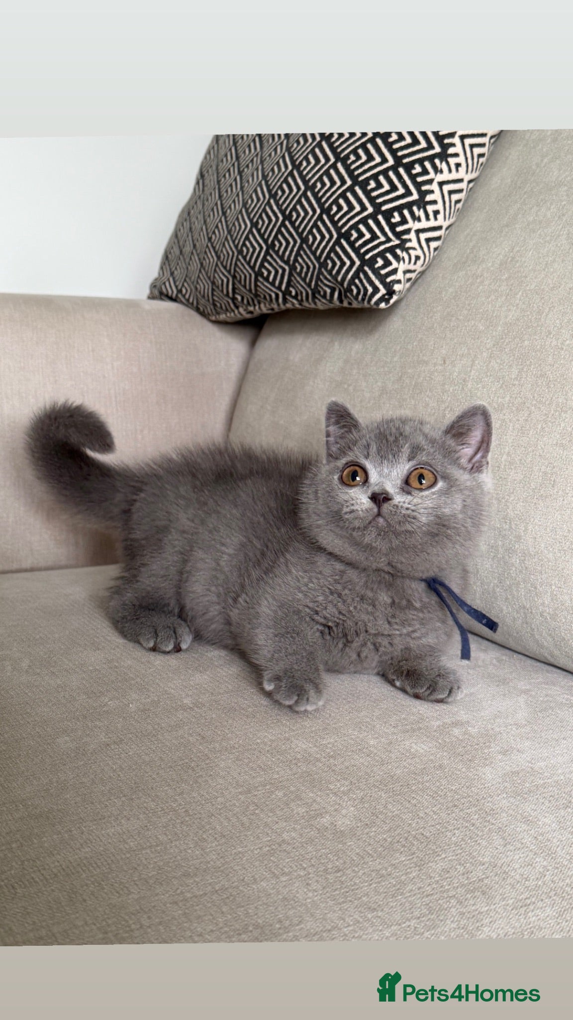 British Shorthair cats ✨ GCCF BEAUTIFUL KITTENS ✨ - Advert 2