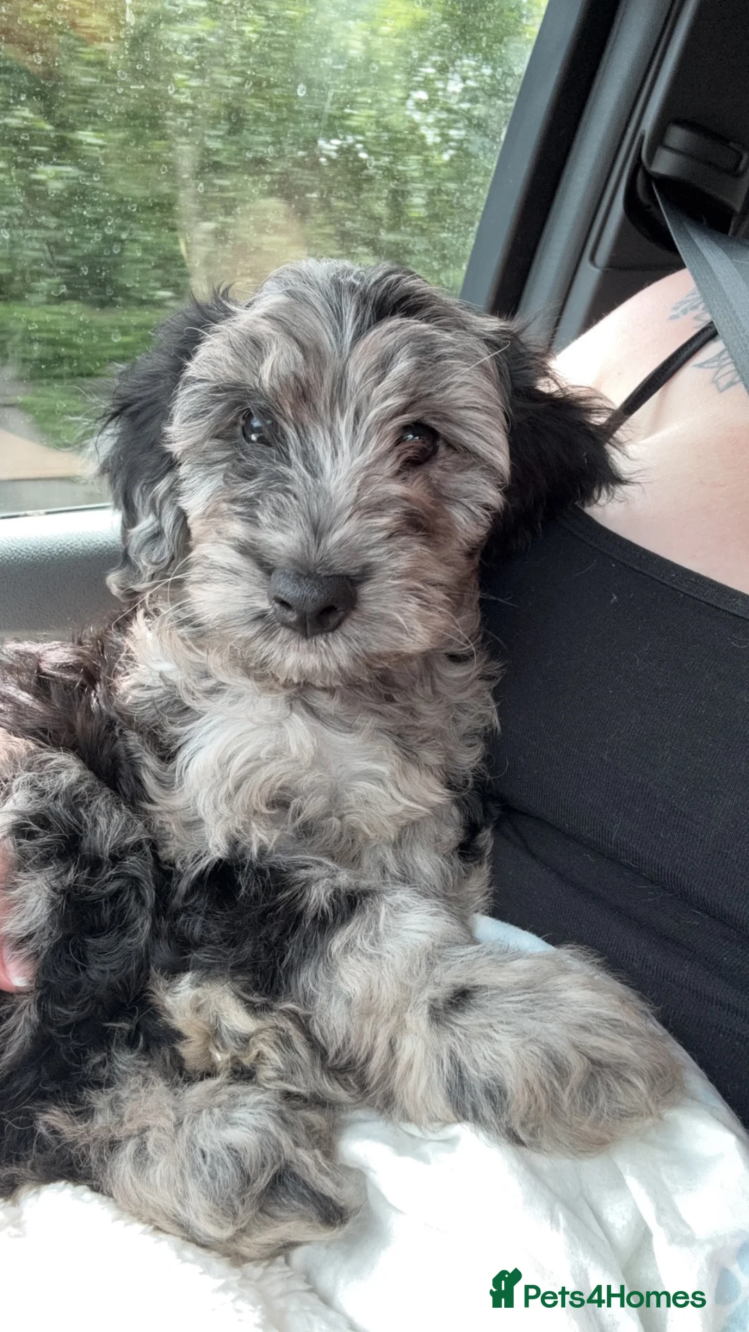 Cockapoo dogs for sale: 4 month old cockapoo  - Advert 13