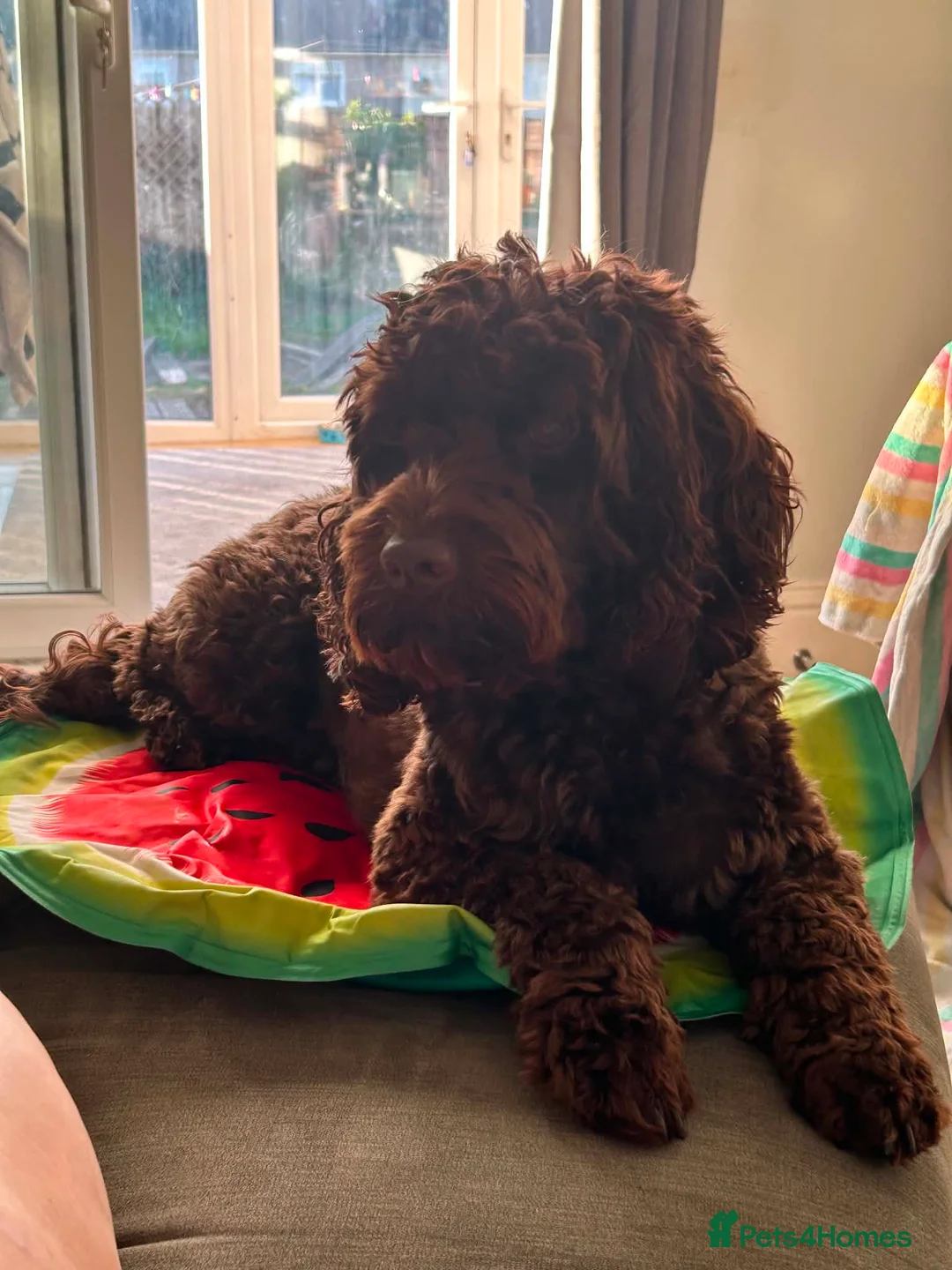 Cockapoo dogs for sale: F2 cockapoo puppies in Boldon Colliery - Advert 1