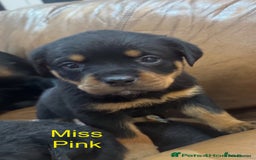 Rottweiler dogs for sale: German Rottweiler Puppies - Image 2