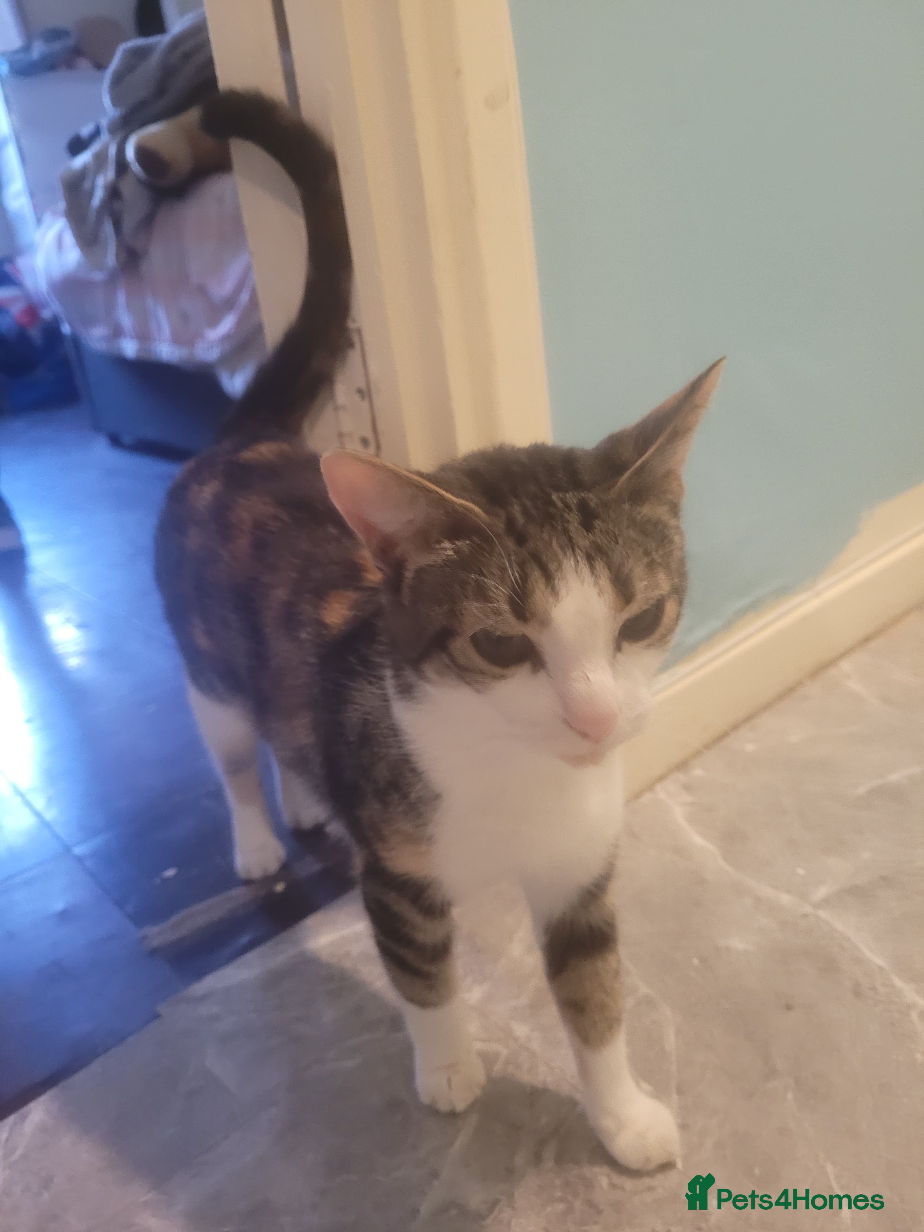 Mixed Breed cats Female kitten  - Advert 1