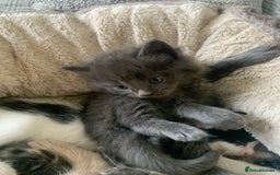 British Longhair cats for sale: Kittens for sale!! in Highbridge - Image 3
