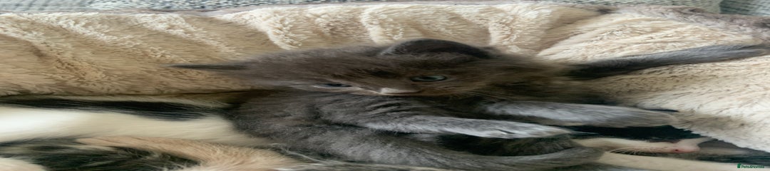 Grey Kitten 9