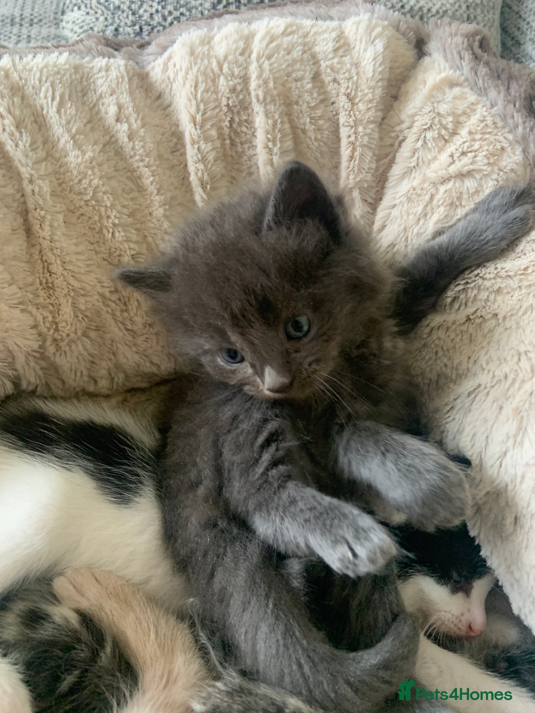 British Longhair cats for sale: Kittens for sale!! in Highbridge - Image 3