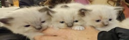 Ragdoll cats for sale: Ragdoll Kittens - Advert 10