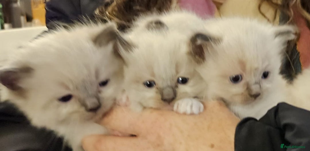 Ragdoll cats for sale: Ragdoll Kittens - Advert 10