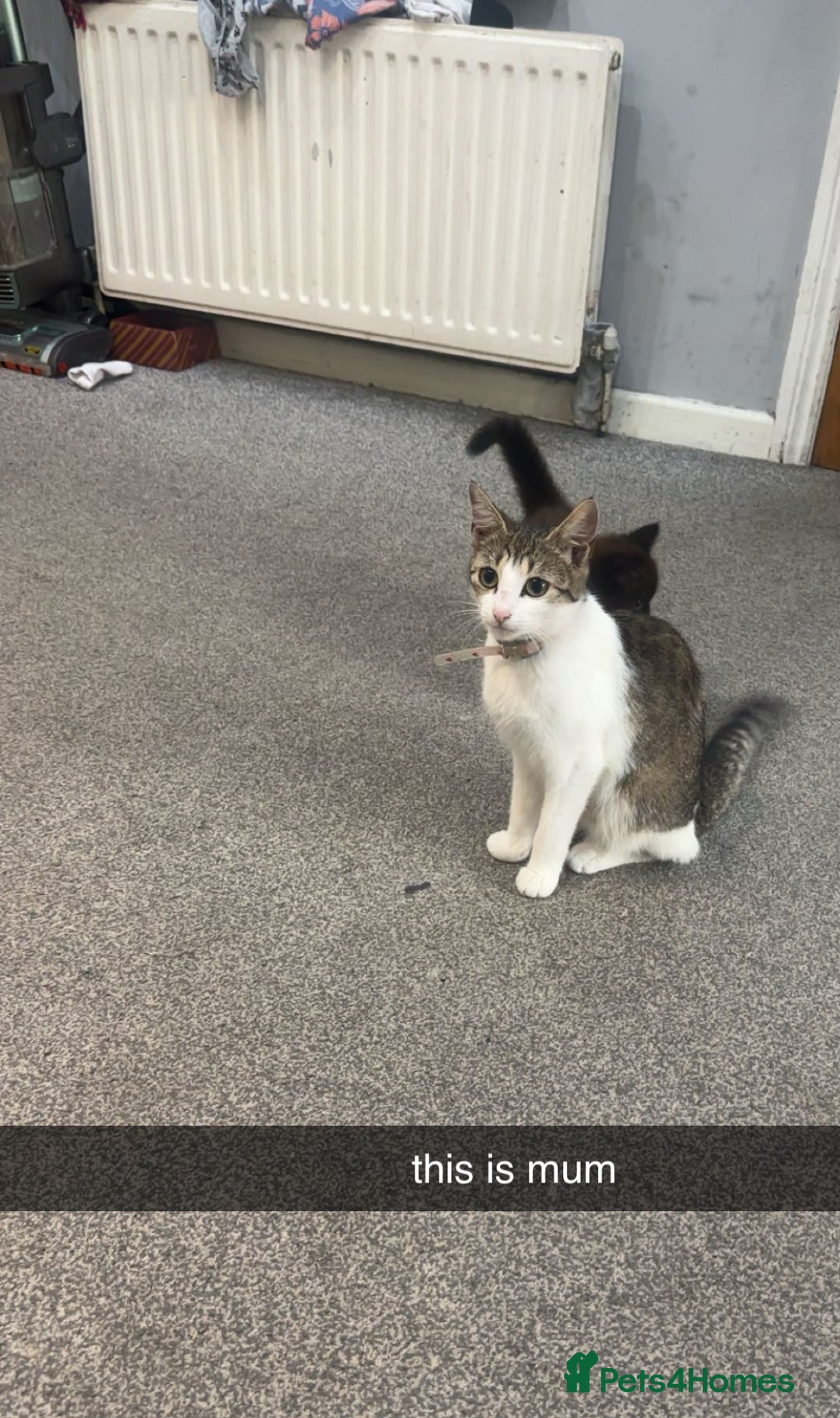 Mixed Breed cats for sale: Very Gorgeous Longhair  male kitten for sale  - Image 8