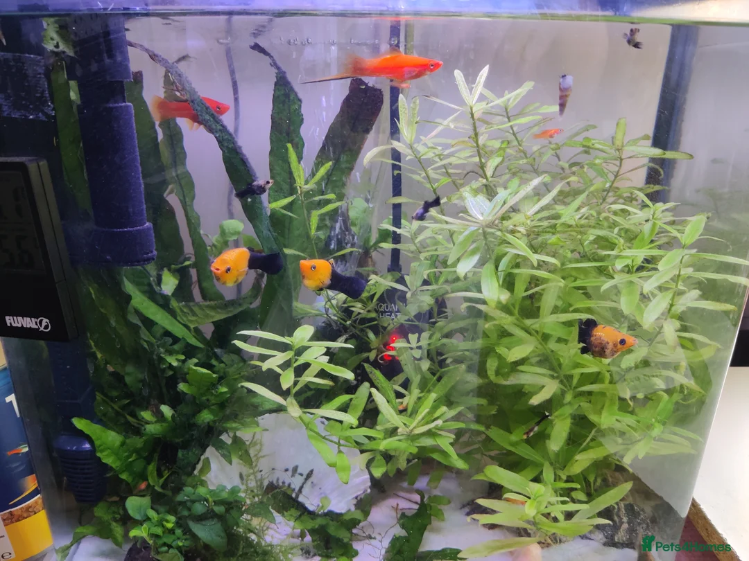 Swordtails fish for sale: Red Swortail pair and 3 Gold Black Platies in London - Advert 6