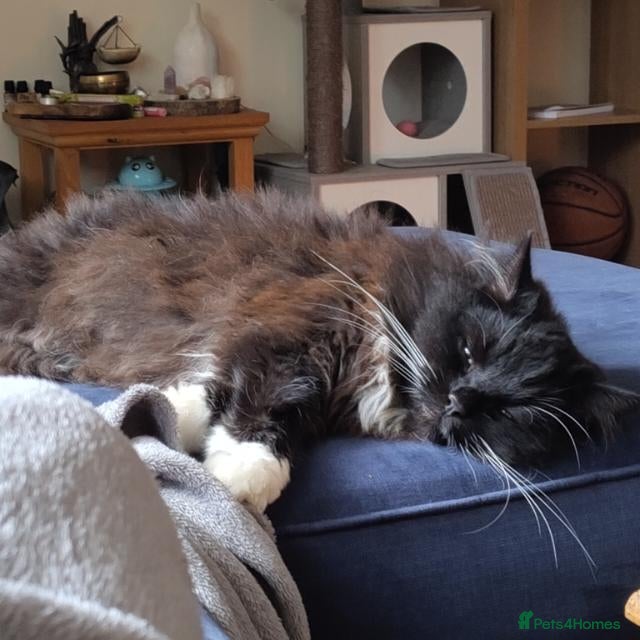 Mixed Breed cats Amazing 4.5 y/o 1/2 Ragdoll Male Long Haired  - Advert 1