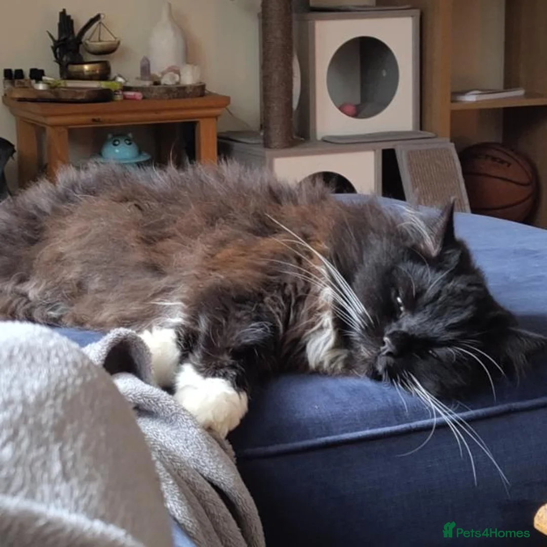 Mixed Breed cats for sale: Amazing 4.5 y/o 1/2 Ragdoll Male Long Haired  - Advert 1