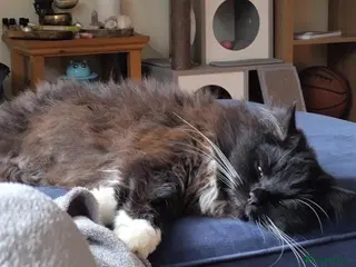 Mixed Breed cats Amazing 4.5 y/o 1/2 Ragdoll Male Long Haired - Advert 1