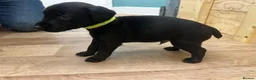 Patterdale Terrier dogs for sale: Docked Patterdale Black Puppies  - Advert 7