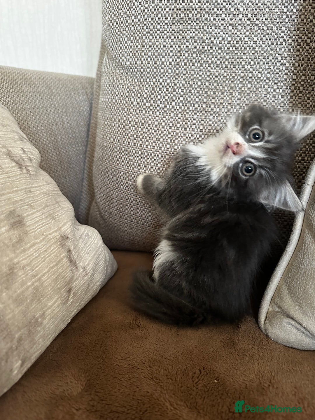 Siberian cats for sale: 5 beautiful miniature kittens  - Advert 4