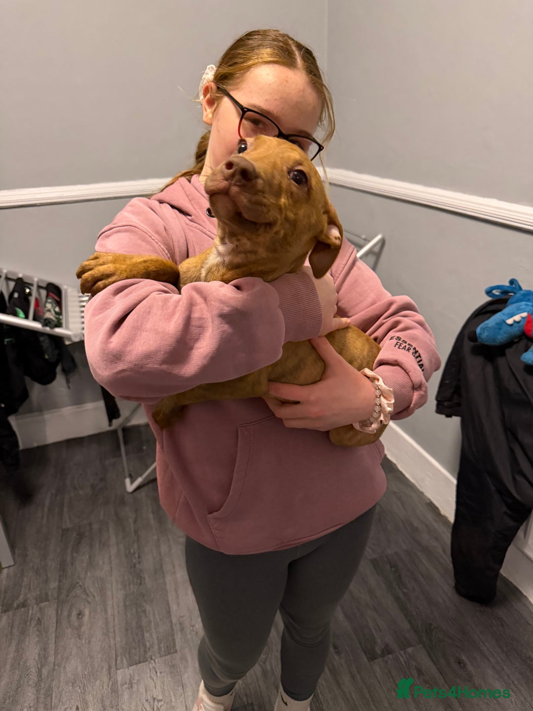 Staffordshire Bull Terrier dogs for sale: Female staff puppy - Advert 11