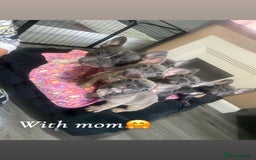 French Bulldog dogs for sale: French bulldog - Image 30