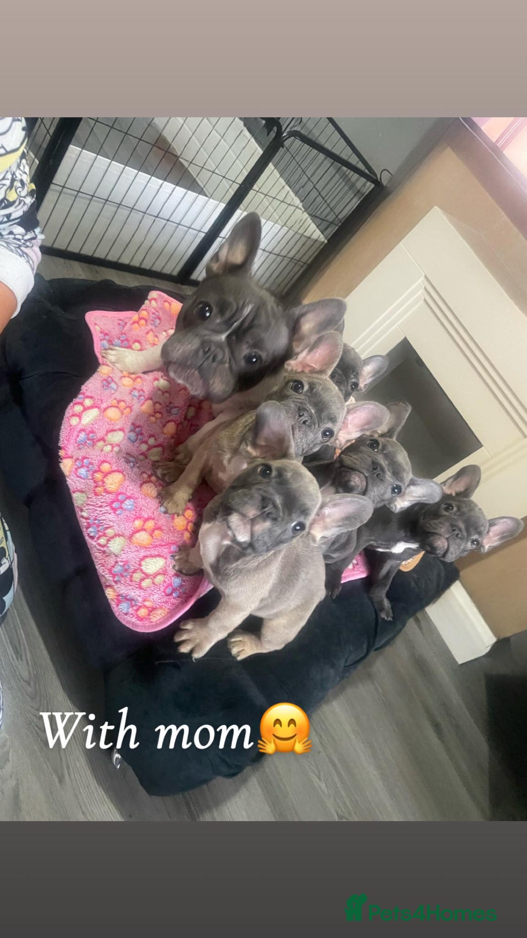 French Bulldog dogs for sale: French bulldog - Image 30