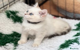 British Shorthair cats for sale: Colourpoints BSH active & non-active available - Image 13