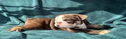 English Bulldog dogs for sale: 🌟 Quality English Bulldog Puppies ⭐️  - Advert 13