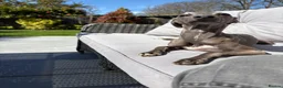 Italian Greyhound dogs for stud: Distinguished Gentleman in Crowthorne - Advert 2