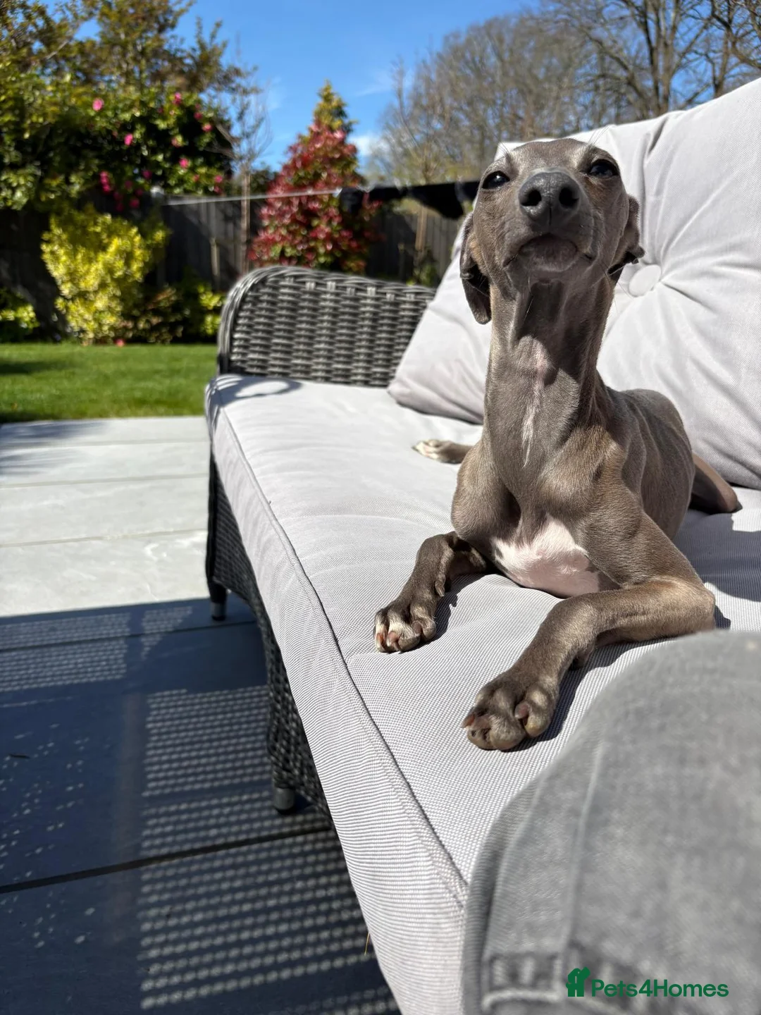 Italian Greyhound dogs for stud: Distinguished Gentleman in Crowthorne - Advert 2