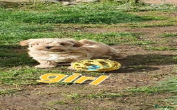 Maltipoo dogs for sale: F1 toy multipoo puppies - Image 14