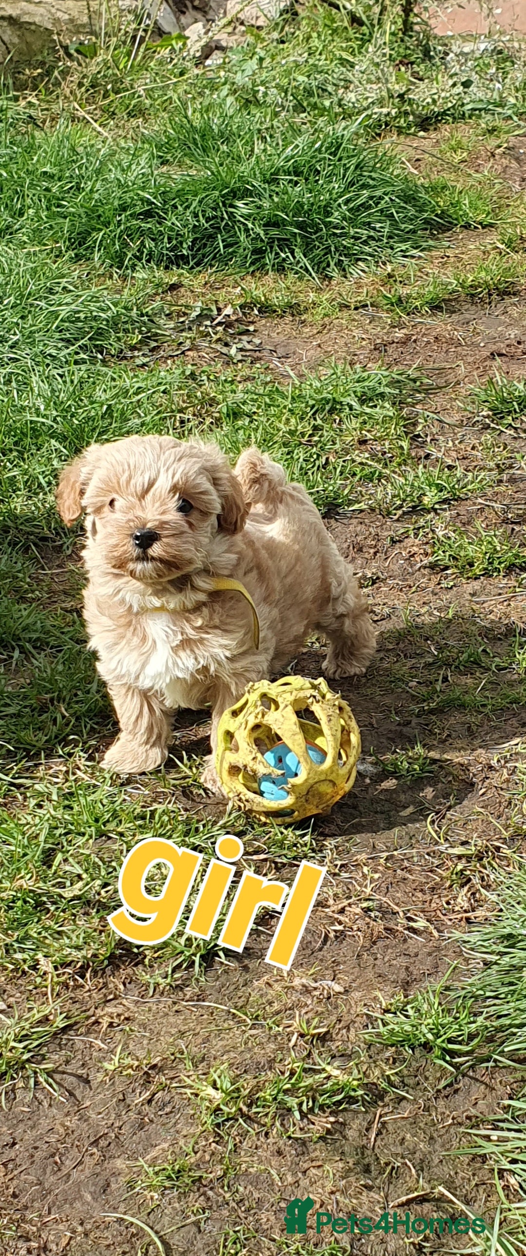 Maltipoo dogs for sale: F1 toy multipoo puppies - Image 14