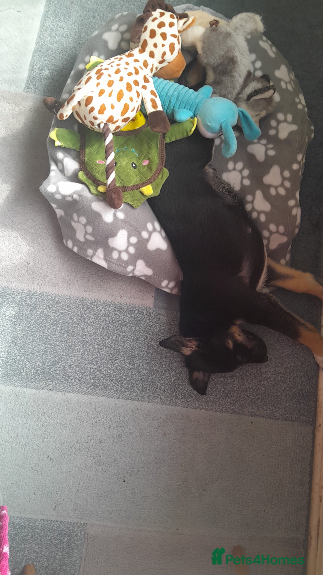 Mixed Breed dogs for sale: Mixed puppy  in Cardiff - Image 8