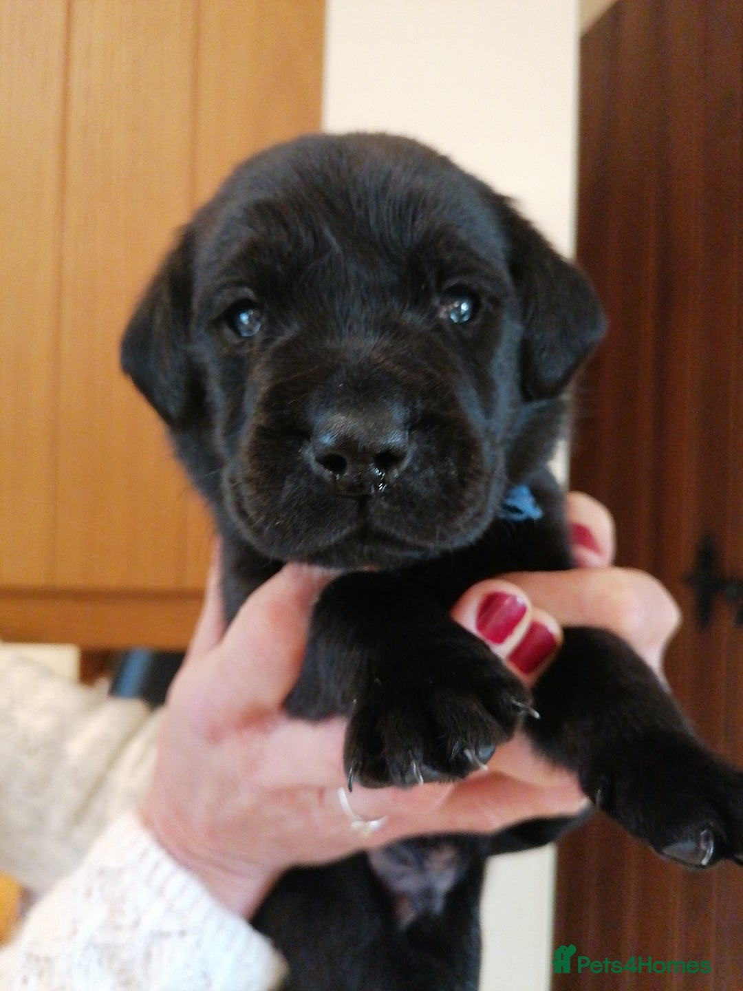 Labrador Retriever dogs for sale: KC registered, FtCH bloodline labradors  - Advert 10