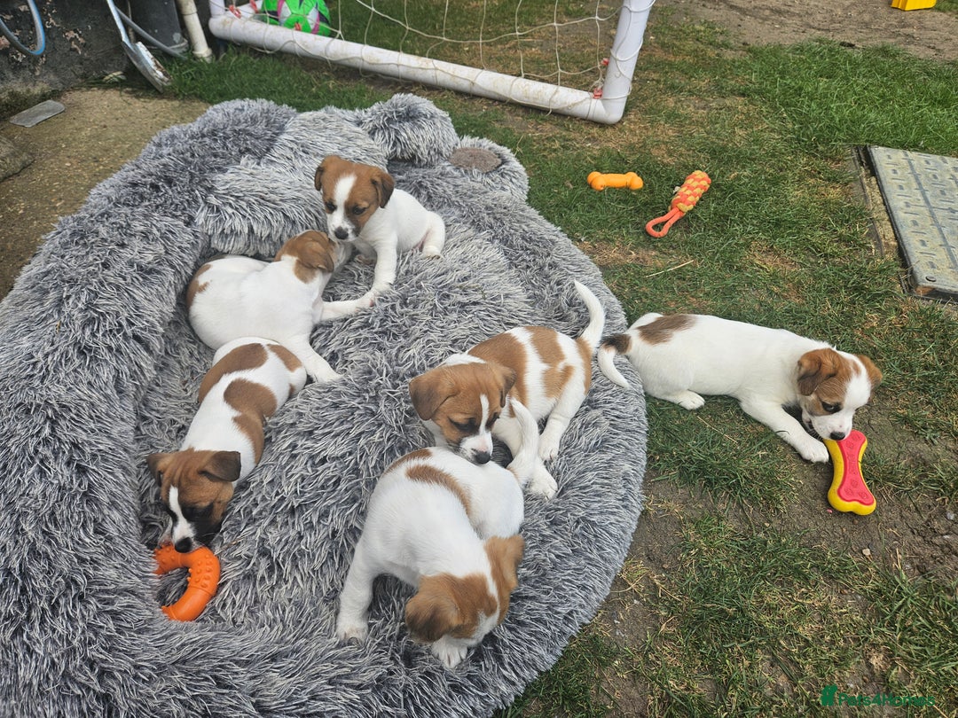 Jack Russell dogs for sale: Pure jack russell puppies  - Image 9