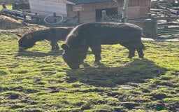 Donkey livestock for sale: Miniature Donkey & Standard Donkey  - Image 1