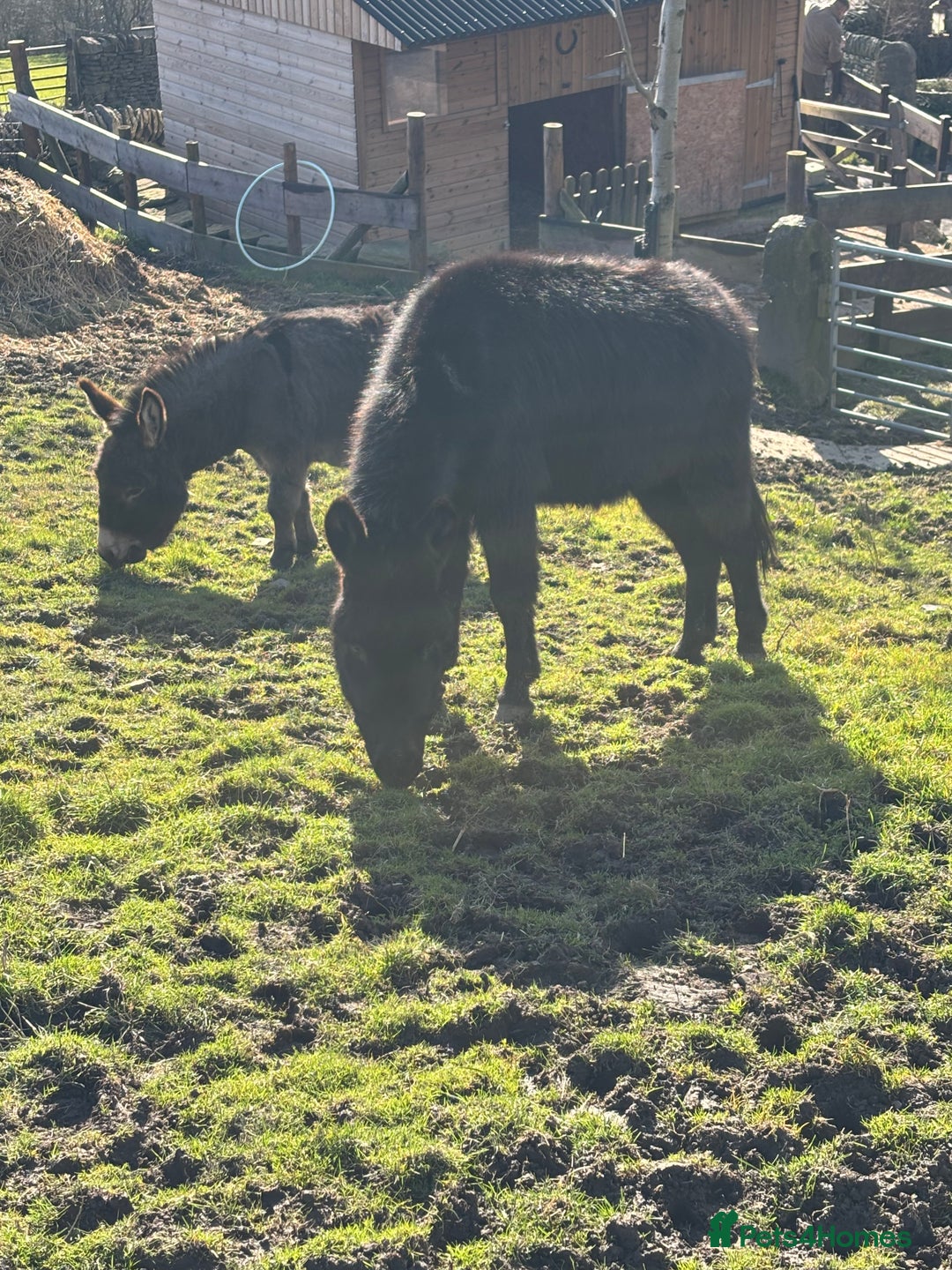 Donkey livestock for sale: Miniature Donkey & Standard Donkey  - Image 1