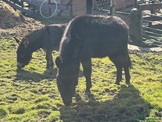 Donkey livestock - Advert 22