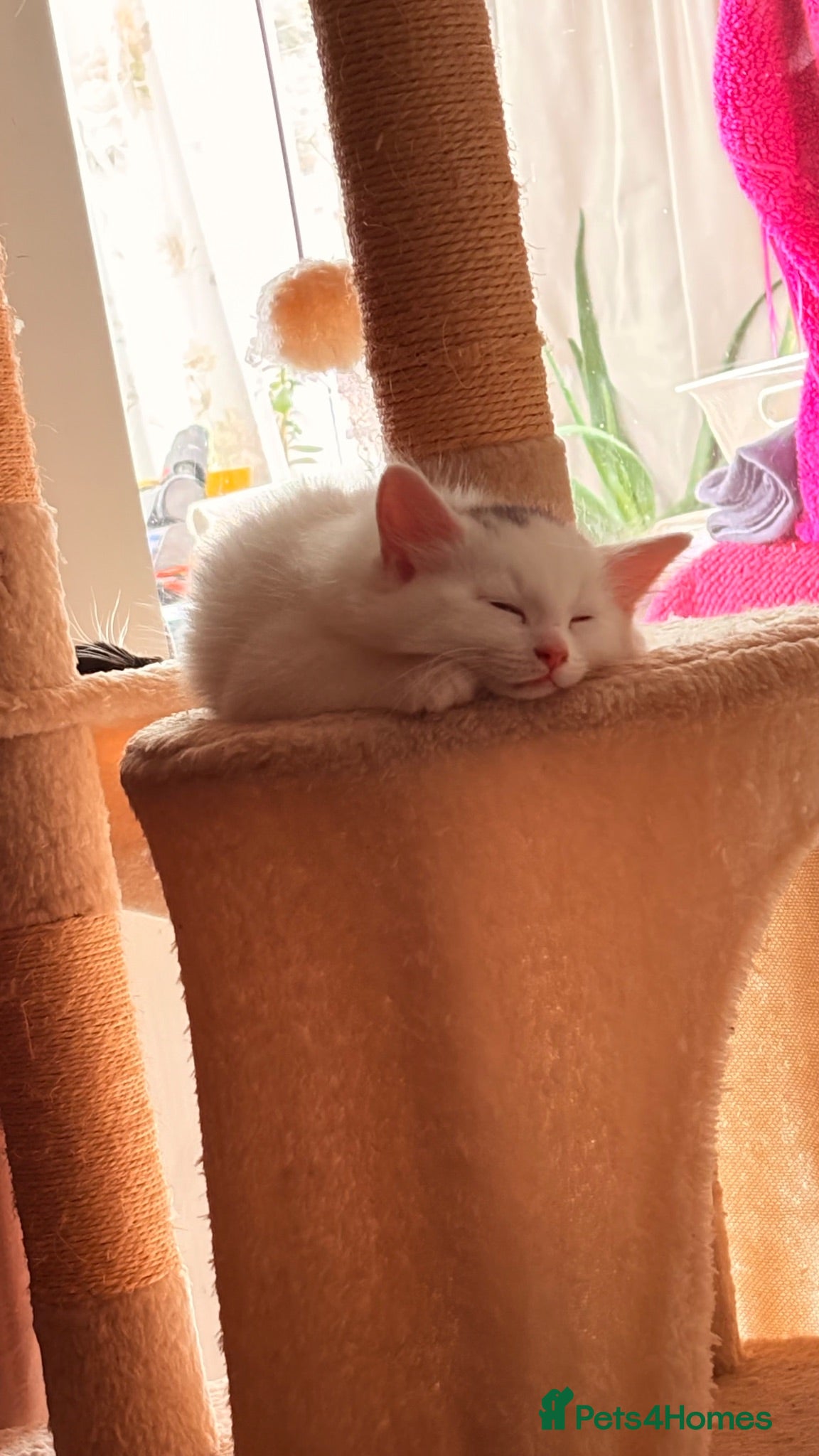 Mixed Breed cats White cat - Advert 1